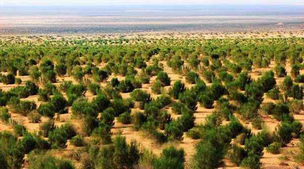 蚂蚁森林 蚂蚁森林