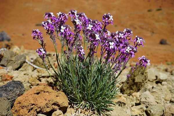 蚂蚁森林 蚂蚁森林