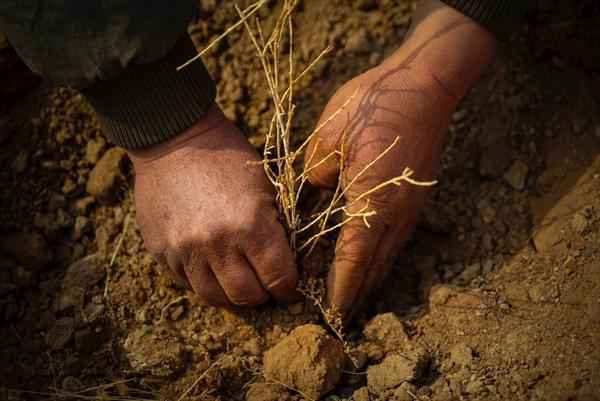 蚂蚁森林 蚂蚁森林