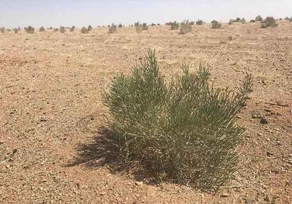 蚂蚁森林 蚂蚁森林