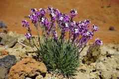 你在蚂蚁森林里种的树长大了